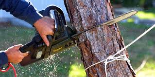Reliable Monroe, GA Tree Care Solutions