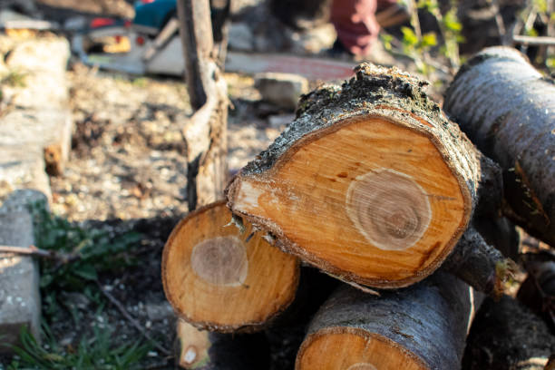 Best Stump Grinding and Removal  in Monroe, GA