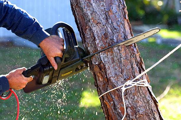 Best Hazardous Tree Removal  in Monroe, GA