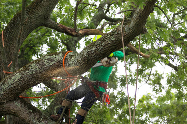 Lawn Pest Prevention in Monroe, GA