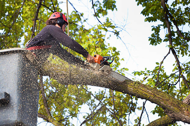 Best Pest Control for Lawns  in Monroe, GA