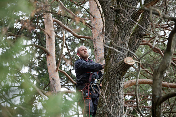 Tree and Shrub Care in Monroe, GA