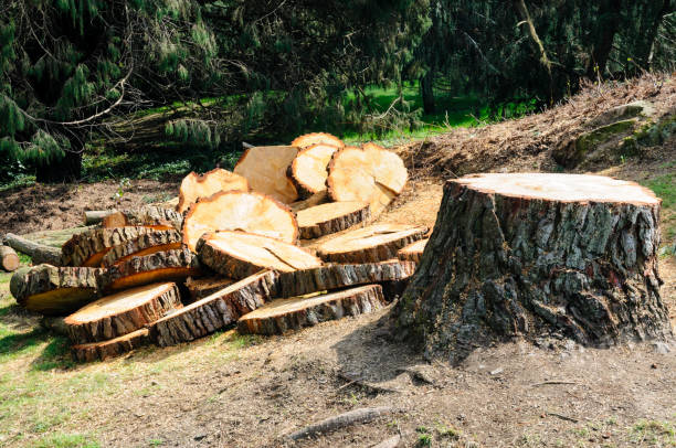 Best Arborist Consultation Services  in Monroe, GA